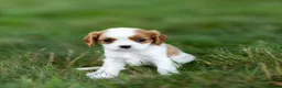Cavalier King Charles Spaniel dogs for sale: Fitz Cavalier King Charles Spaniel  - Ad 3