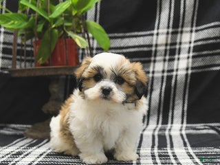 Teddy Bear dogs - Ad 4