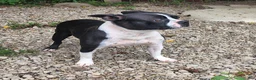 Boston Terrier dogs for sale: Luna - Ad 7