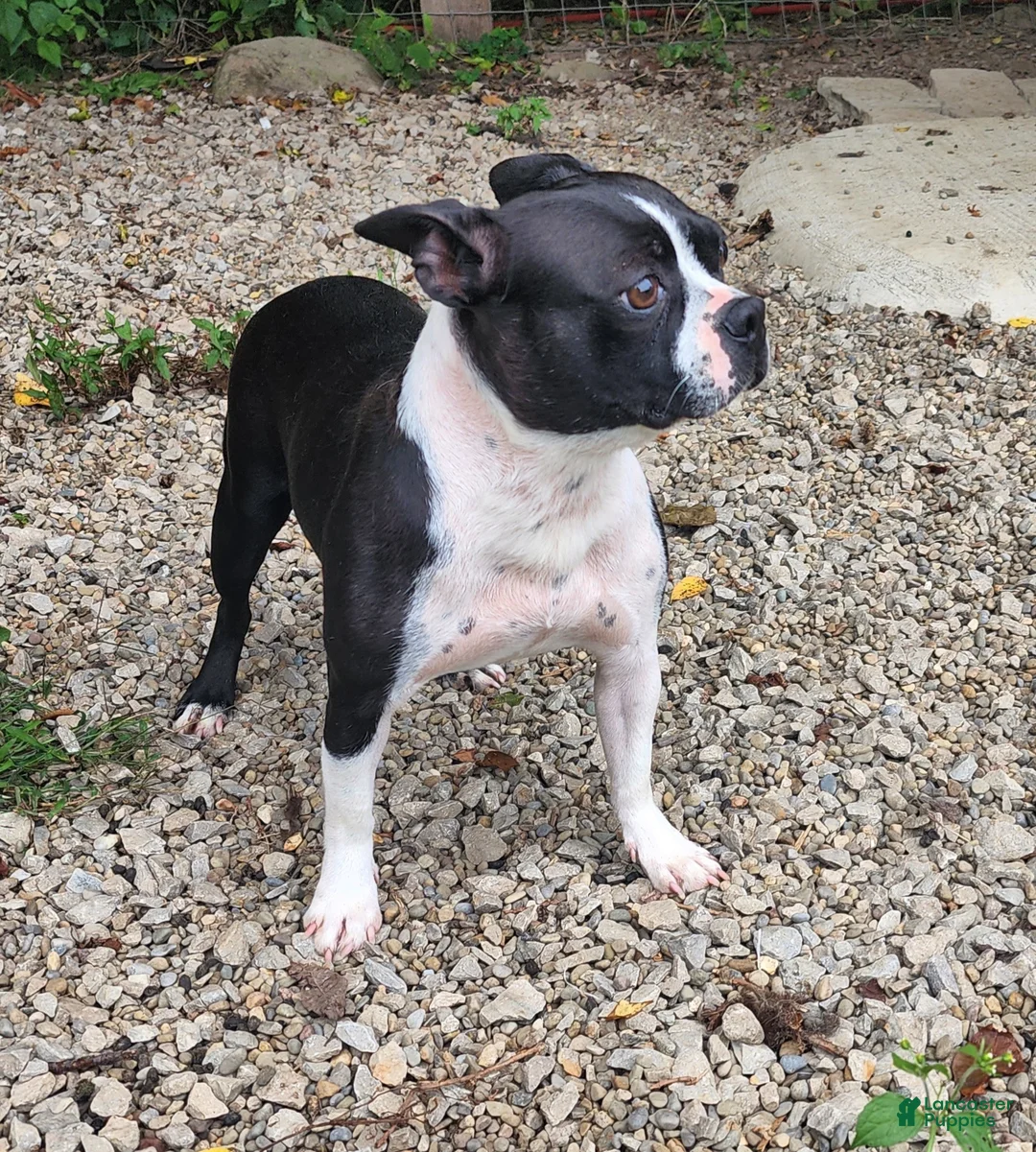 Boston Terrier dogs for sale: Luna - Ad 7