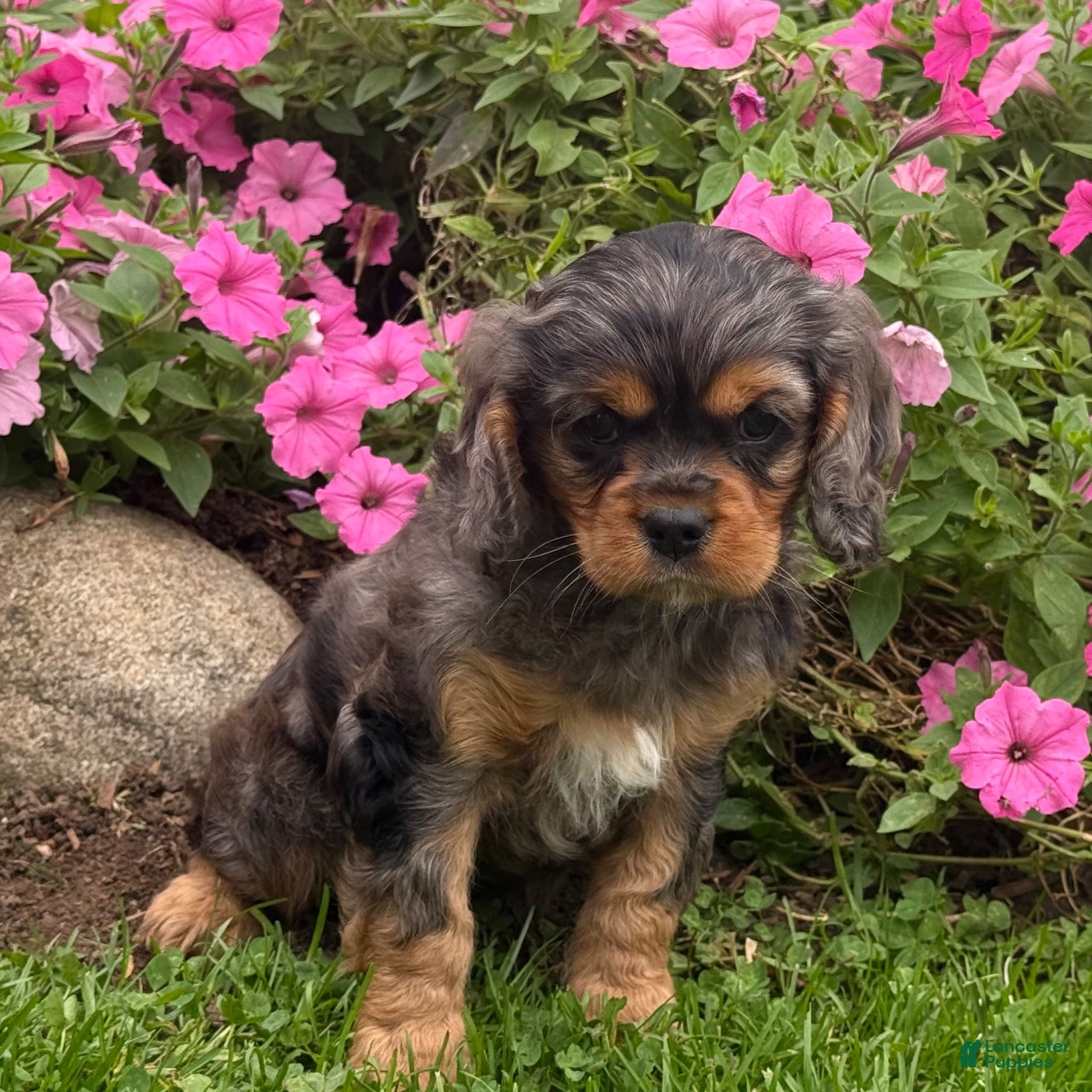 Cavalier King Charles Spaniel dogs Brody - Ad 2