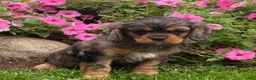 Cavalier King Charles Spaniel dogs for sale: Brody - Ad 2