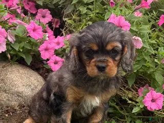 Cavalier King Charles Spaniel dogs Brody - Ad 2