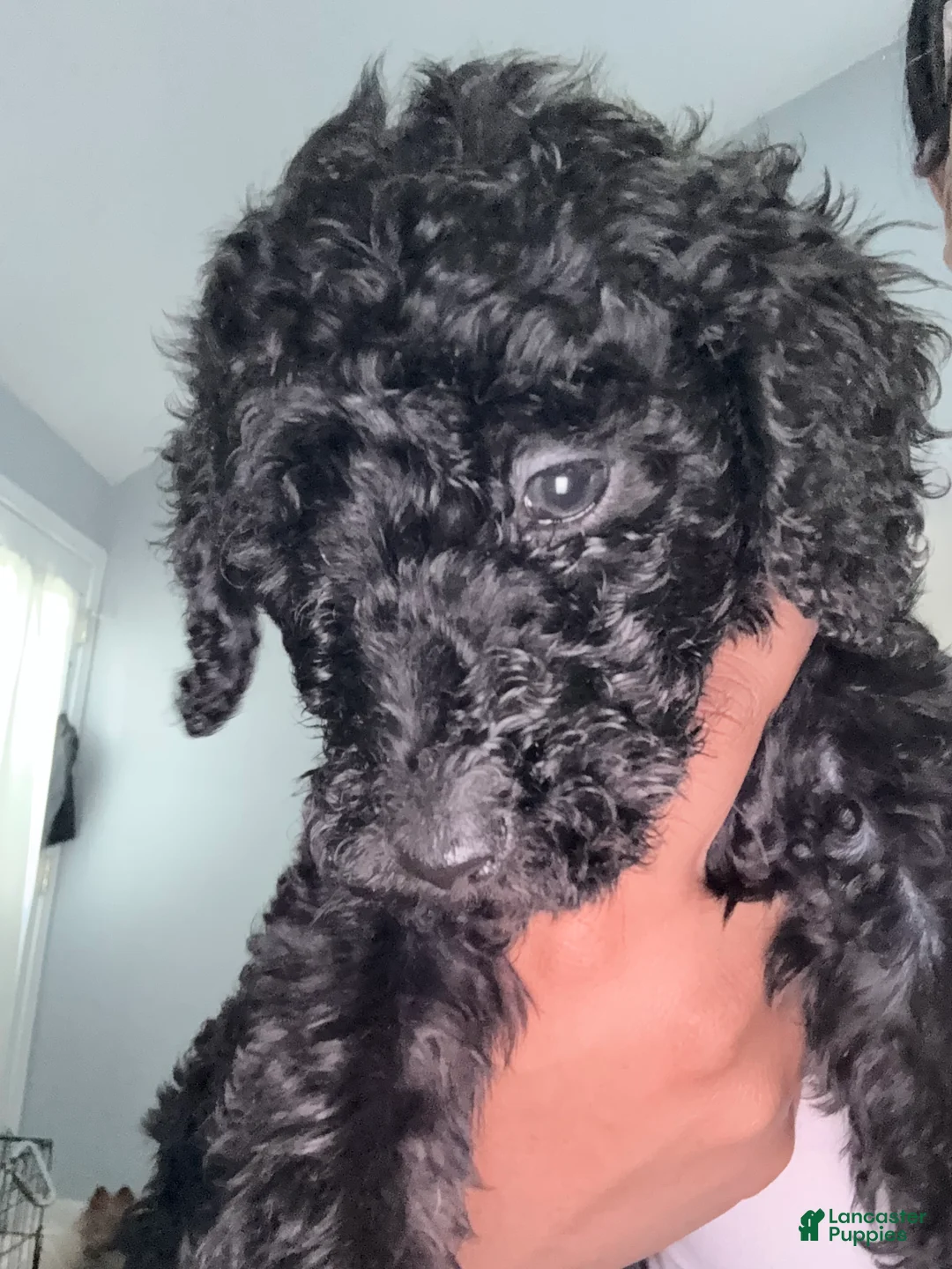 Double Doodle dogs for sale: Green - Ad 2