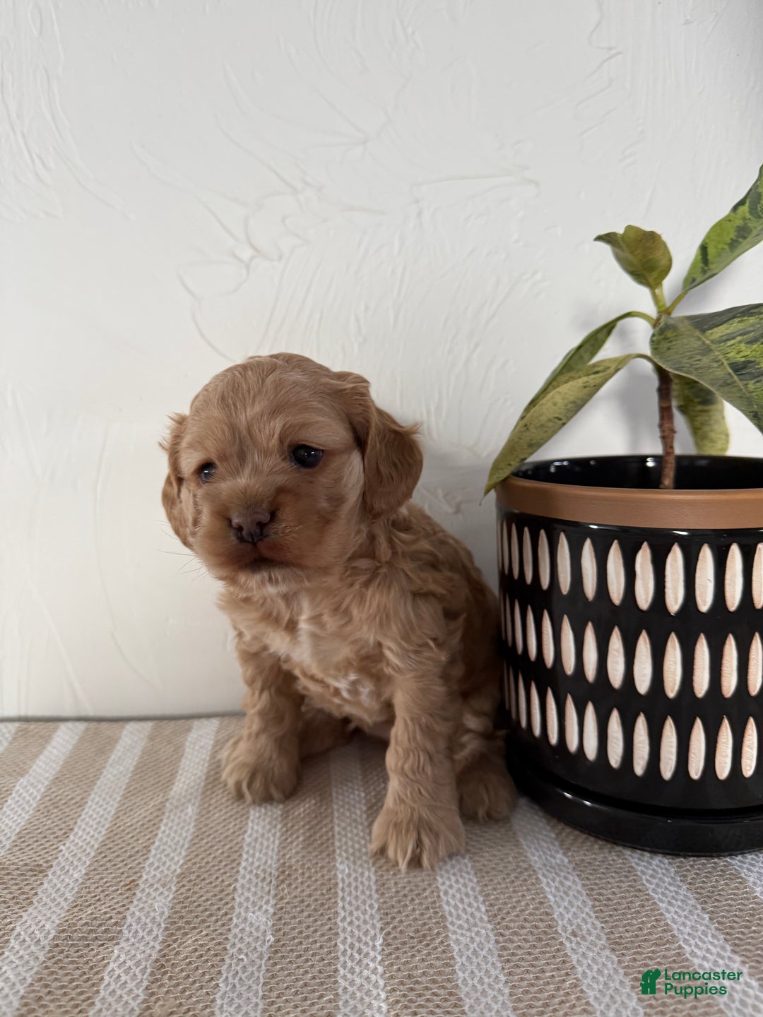 Cocker Spaniel dogs for sale: Daisy - Ad 6