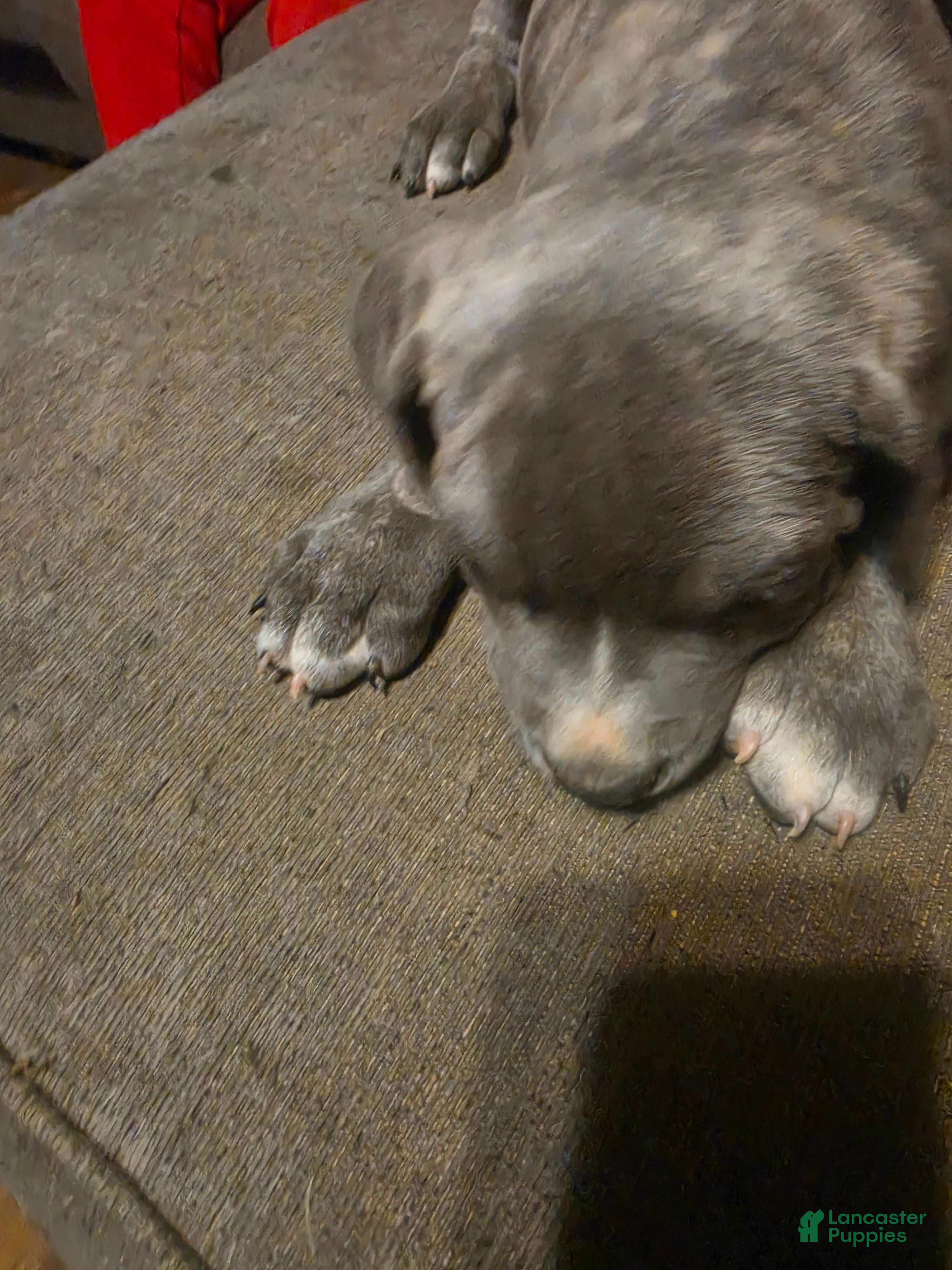 Cane Corso dogs Gray Male Brindle 2 - Ad 1