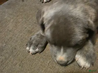Cane Corso dogs Gray Male Brindle 2 - Ad 1