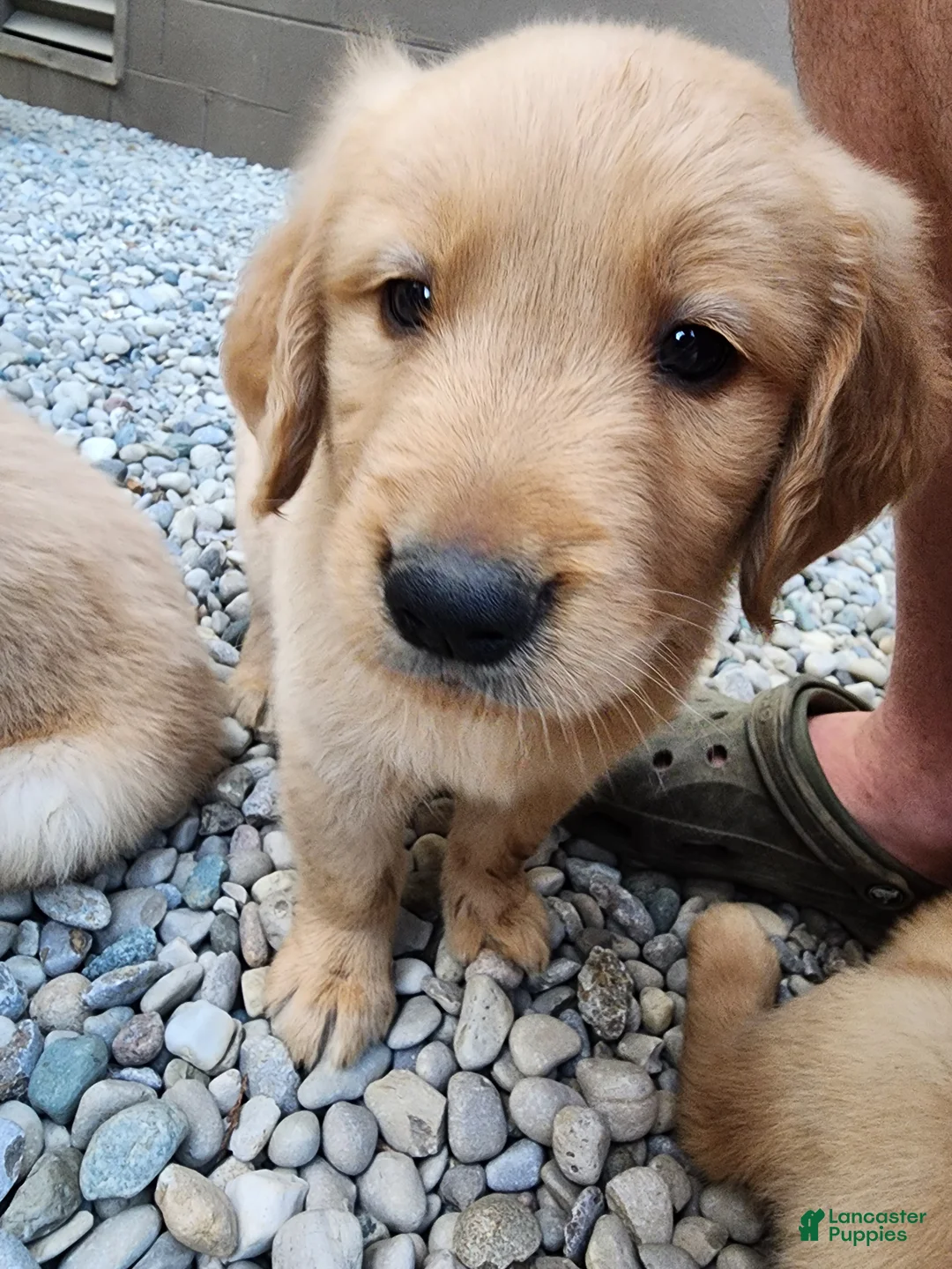 Golden Retriever dogs for sale: AKC Archer - Ad 1