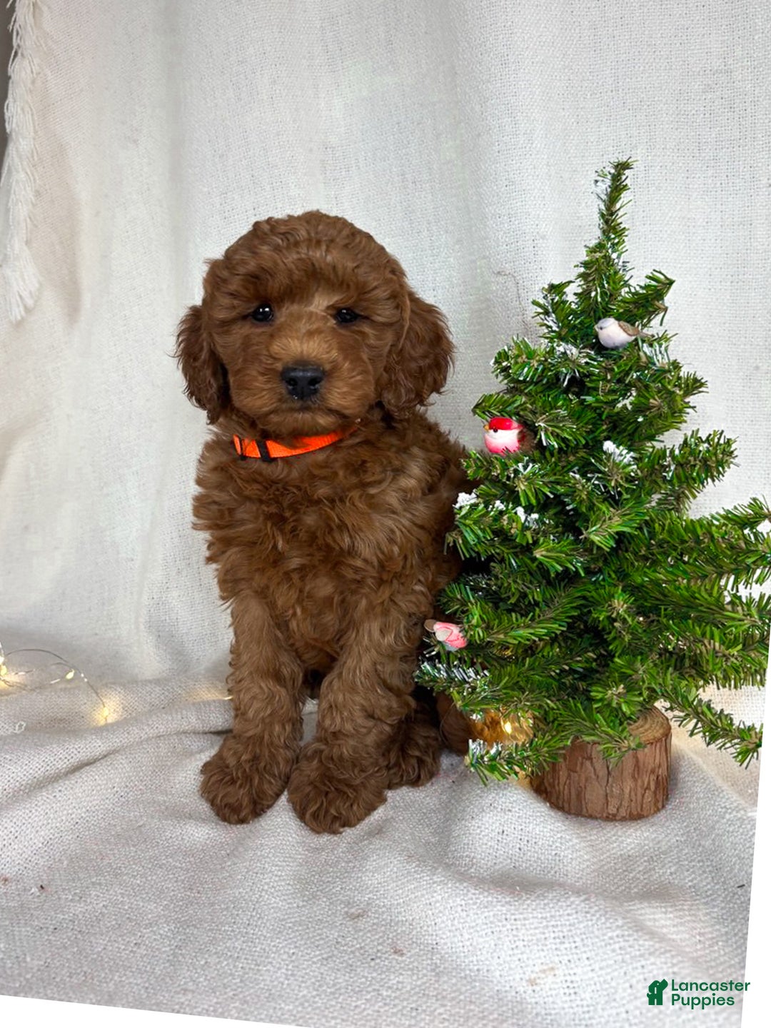Goldendoodle dogs for sale: Penny - Ad 8