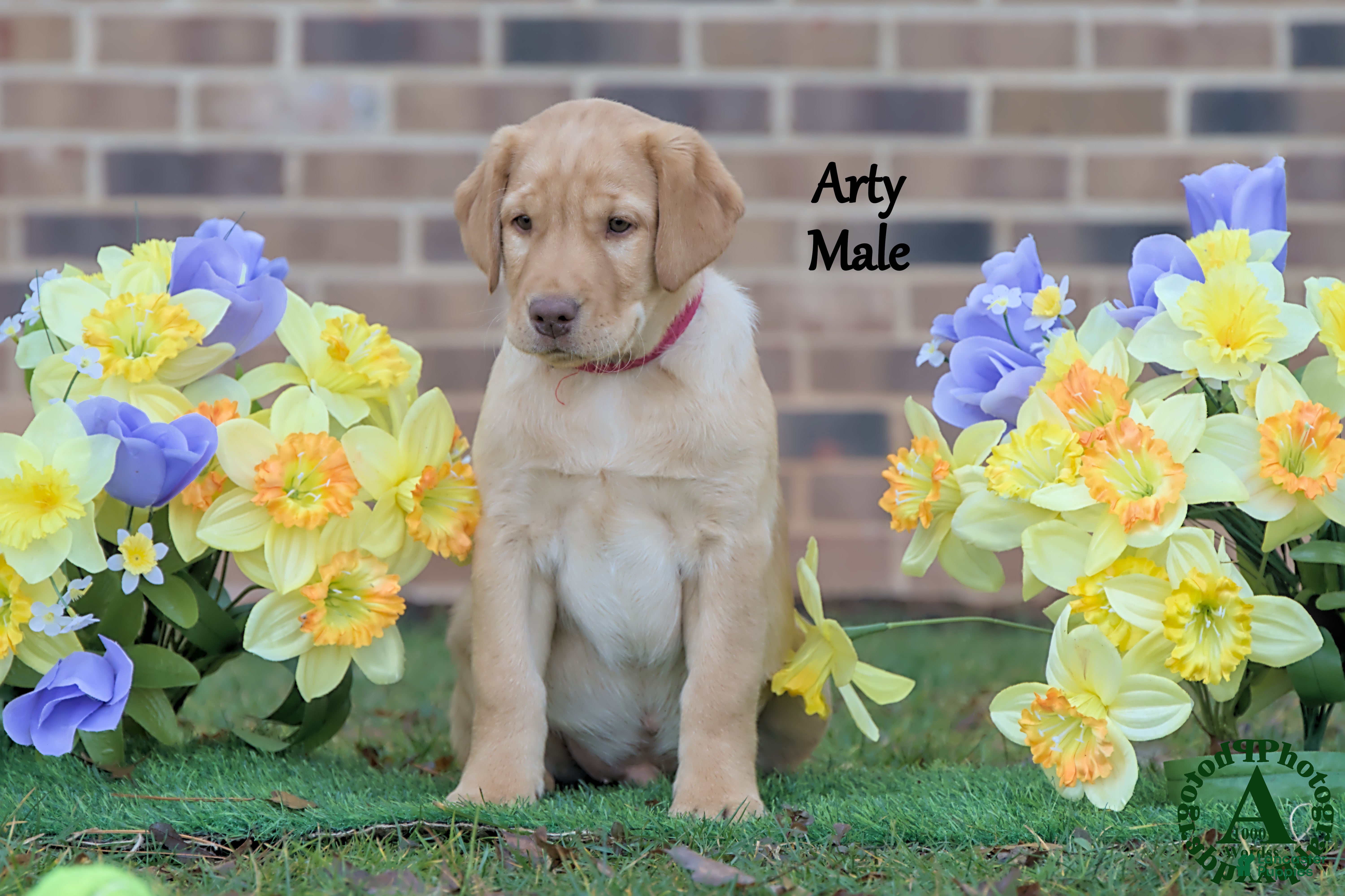 Labrador Retriever dogs Arty - Ad 1