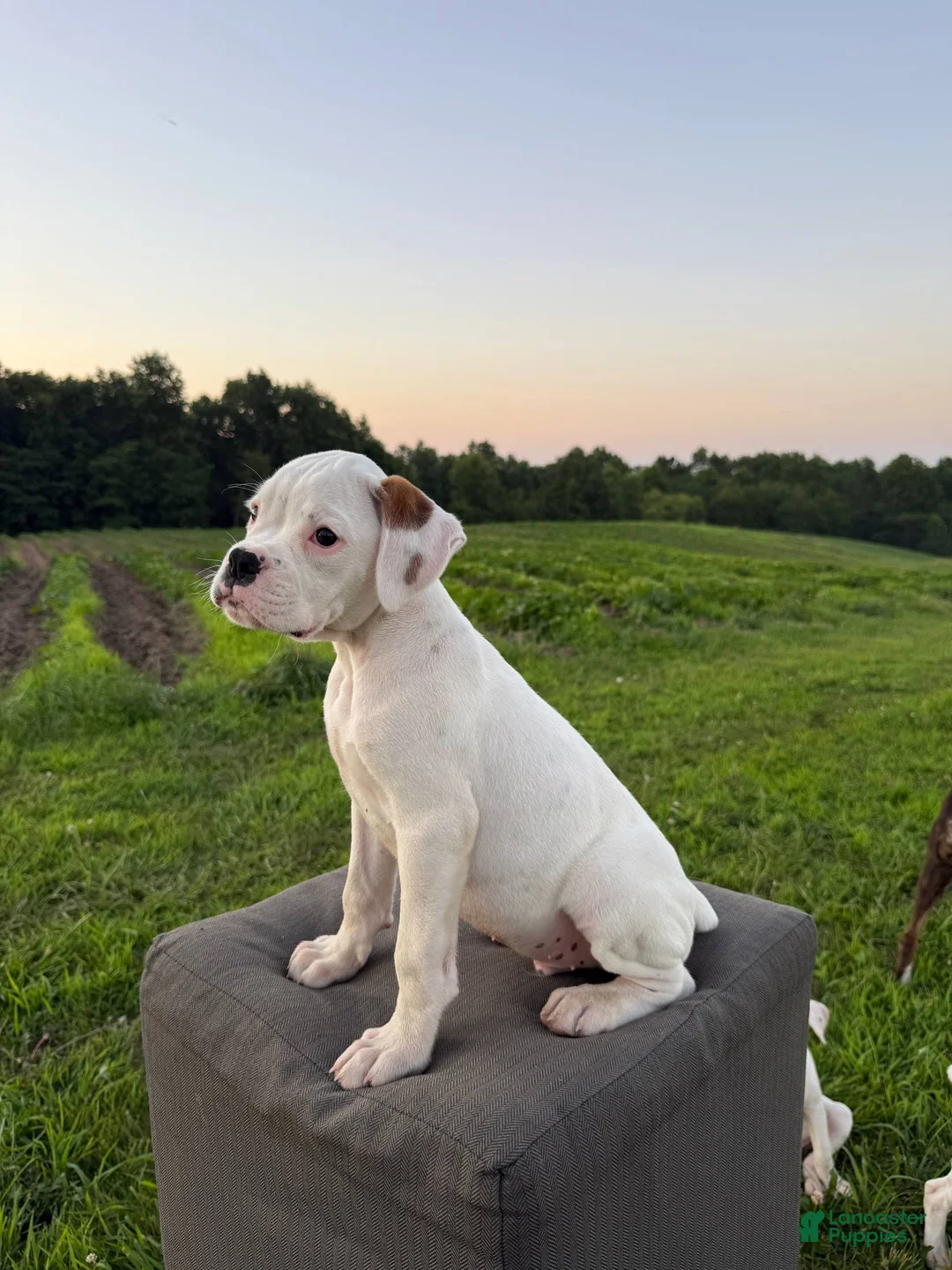 Boxer dogs for sale: Chives - Ad 1