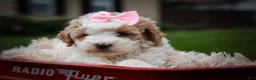 Cavachon dogs for sale: Hailey🌸 - Ad 23