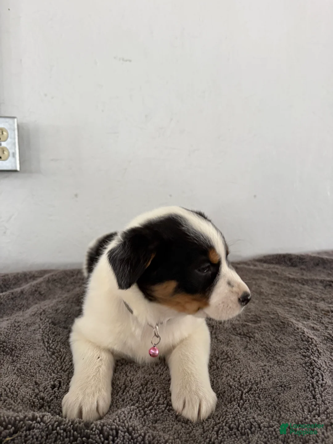 Mixed Breed dogs for sale: Buttercup - Ad 3