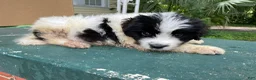Newfoundland dogs for sale: Bruce - Ad 2