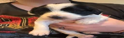Bichpoo dogs for sale: Hershey - Ad 22
