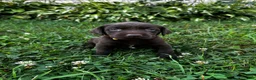 Labrador Retriever dogs for sale: Summer - Ad 12