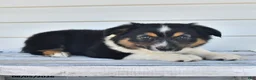 Miniature Australian Shepherd dogs for sale: Dusty - Ad 1