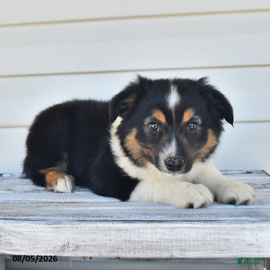 Miniature Australian Shepherd dogs for sale: Dusty - Ad 1