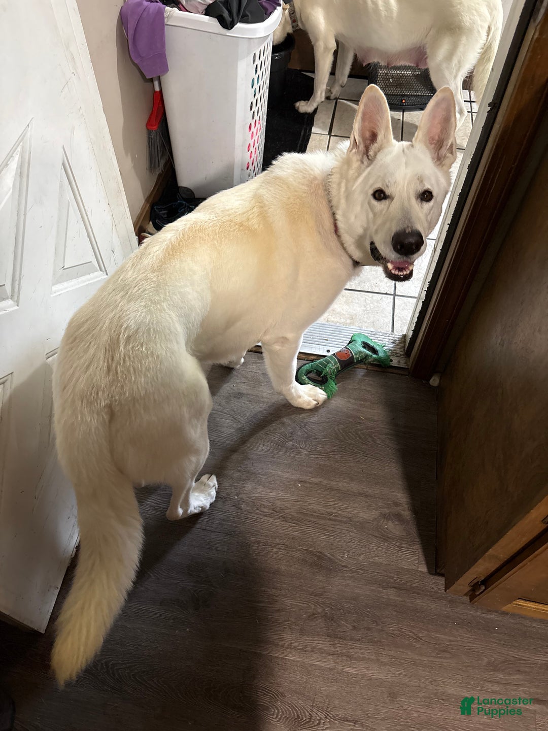 German Shepherd dogs for sale: German Shepherd Puppy 4 - Ad 3