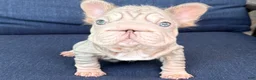 French Bulldog dogs for sale: Lottie - Ad 4
