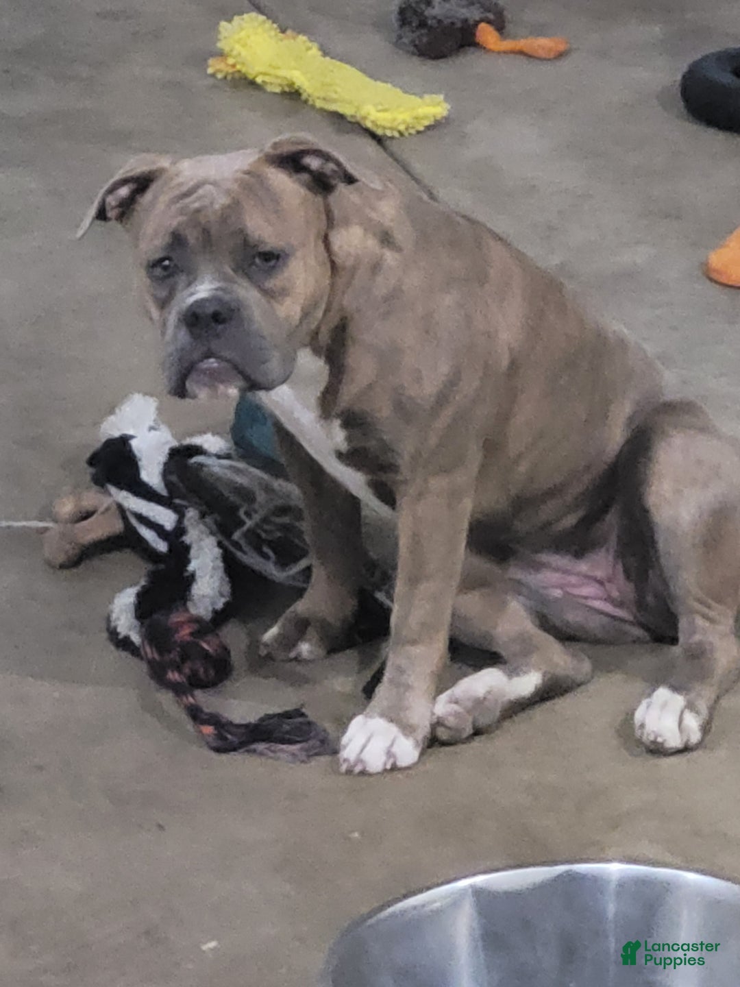 American Bulldog dogs for sale: Cleo - Ad 15