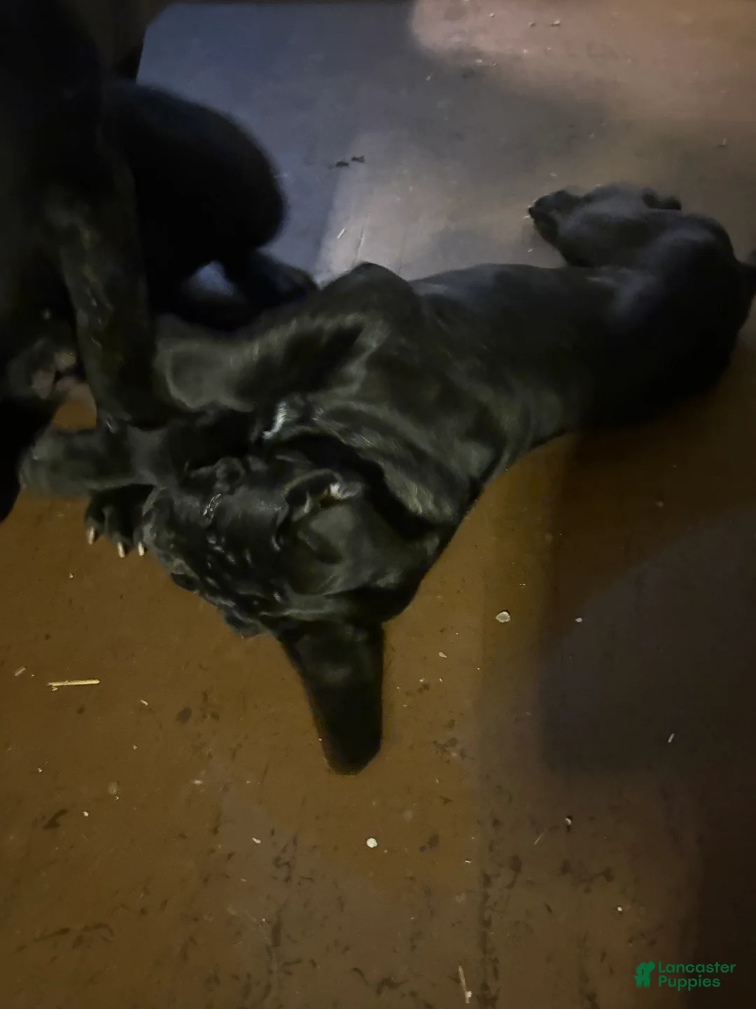 Cane Corso dogs for sale: Cane Corso Puppy 1 - Ad 4