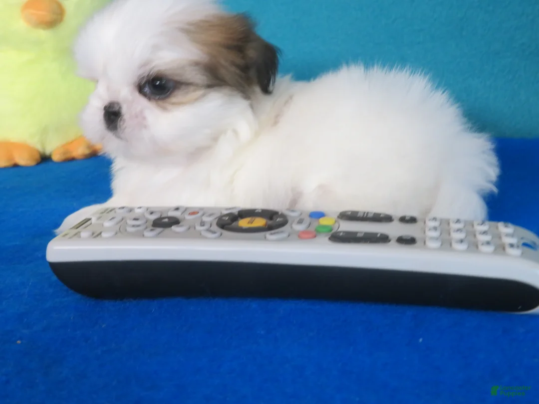 Shih Tzu dogs for sale: Toby - Ad 1