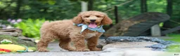 Standard Poodle dogs for sale: Leo - Ad 14