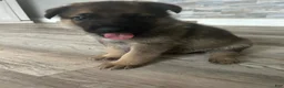 German Shepherd dogs for sale: Gumball - Ad 2