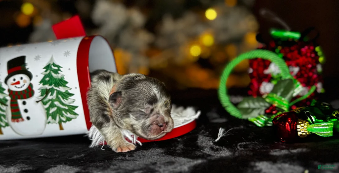 French Bulldog dogs for sale: KISSES  - Ad 1