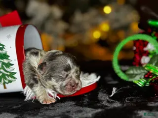 French Bulldog dogs KISSES - Ad 34