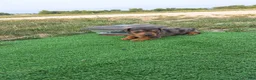 Dachshund dogs for sale: Melony - Ad 2