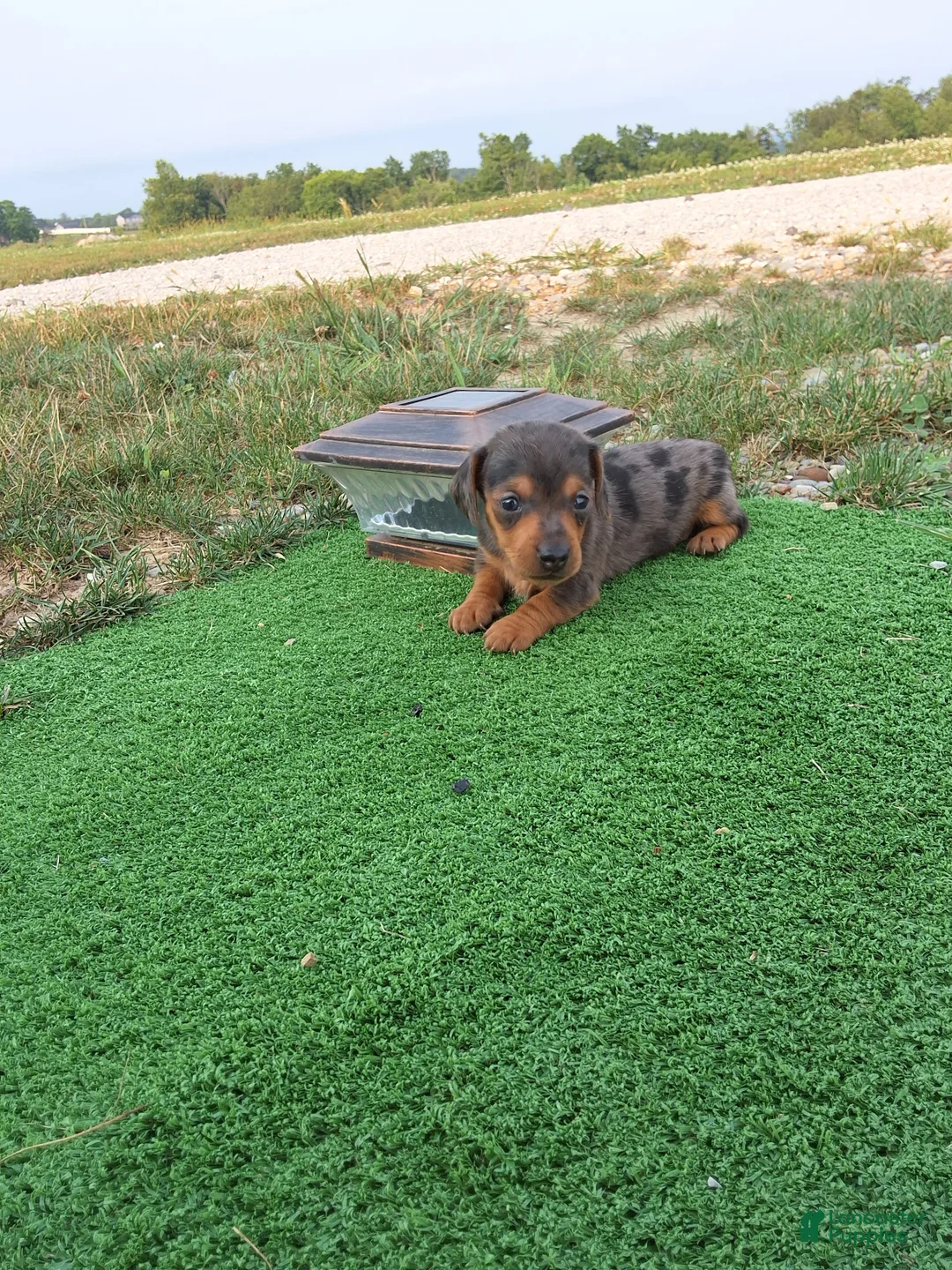 Dachshund dogs for sale: Melony - Ad 2