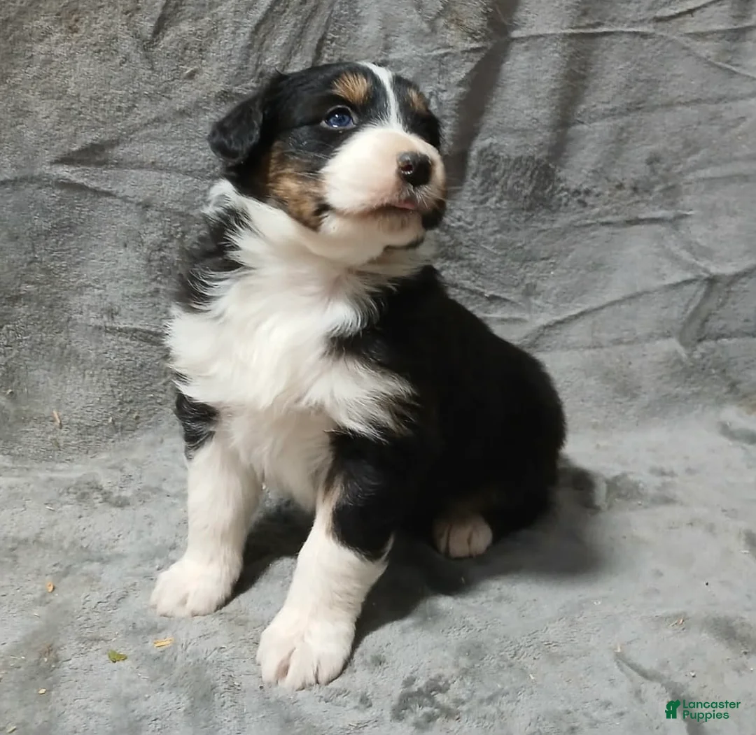 Australian Shepherd dogs for sale: Flynn - Ad 12