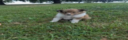 Shetland Sheepdog dogs for sale: Shetland Sheepdog 1 - Ad 3