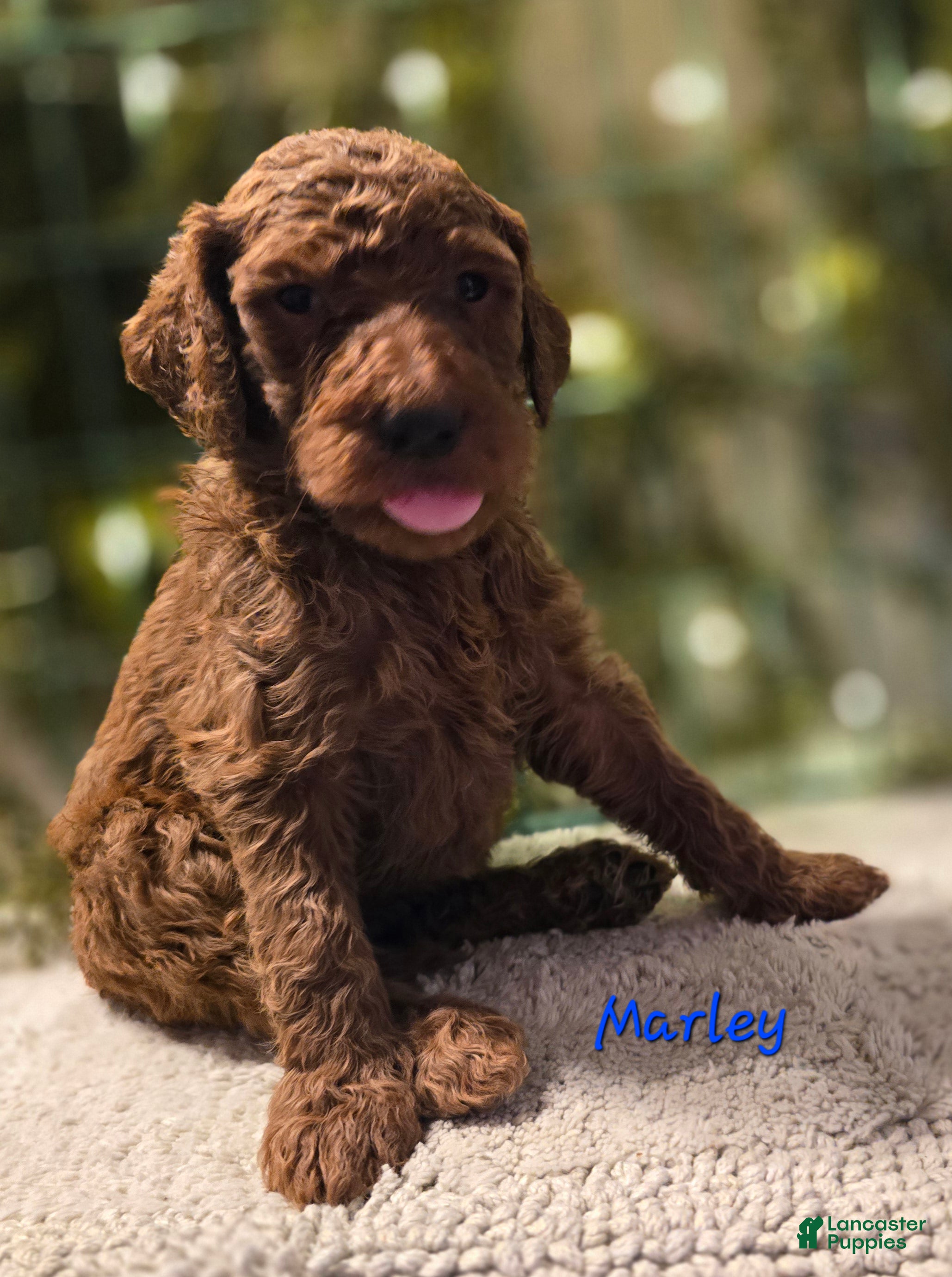Goldendoodle dogs Goldendoodle Puppy 6 - Ad 33