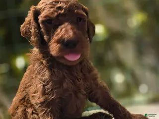 Goldendoodle dogs Goldendoodle Puppy 6 - Ad 33