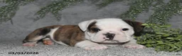 English Bulldog dogs for sale: Alonzo - Ad 4