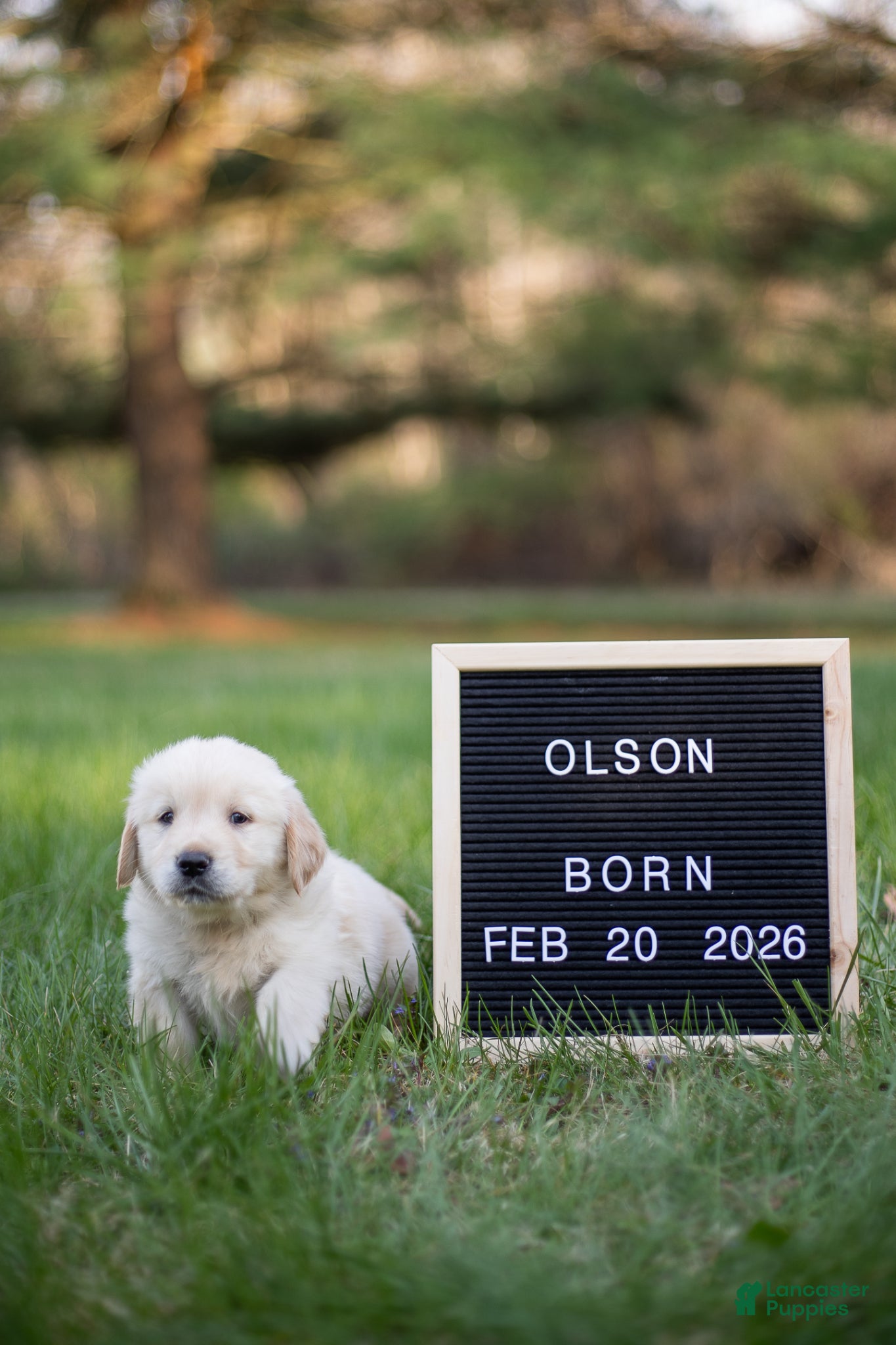 Golden Retriever dogs Olson - Ad 1