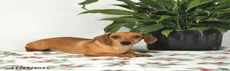 Miniature Dachshund dogs for sale: Tasha - Ad 6