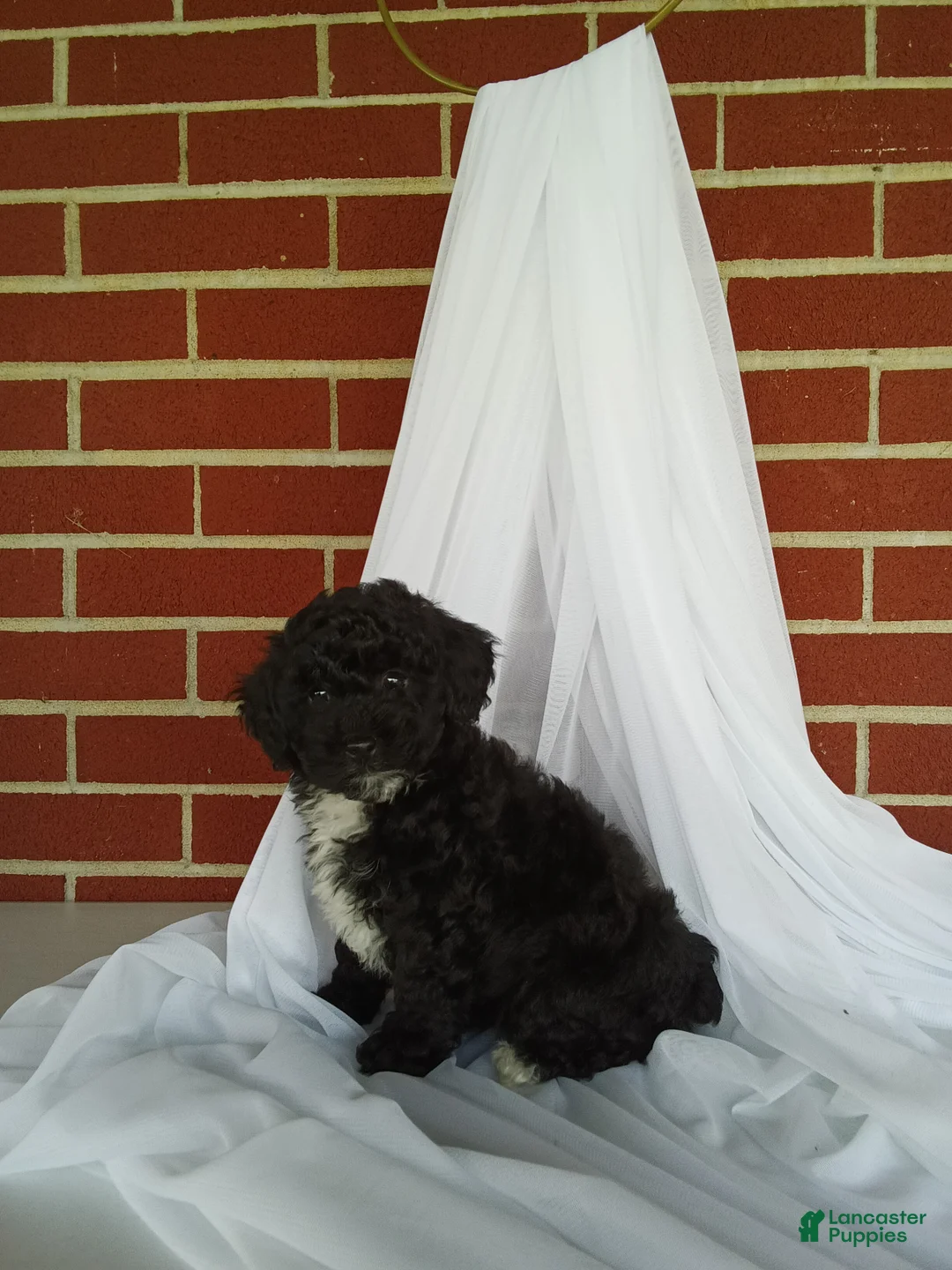 Yorkiepoo dogs for sale: 🐾 Meet Lily – Beautiful F1B Yorkiepoo Puppy! 🐾 - Ad 2