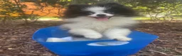 Pomeranian dogs for sale: Pomeranian 1 - Ad 4