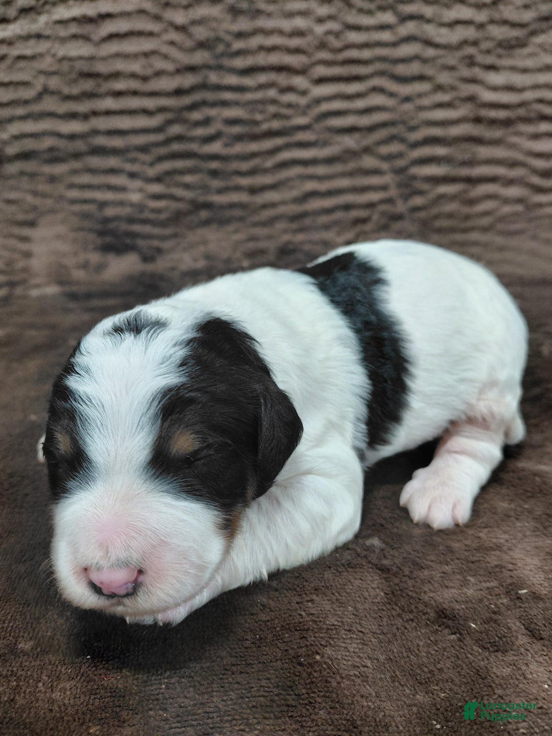 Bernedoodle dogs for sale: Bentley - Ad 5