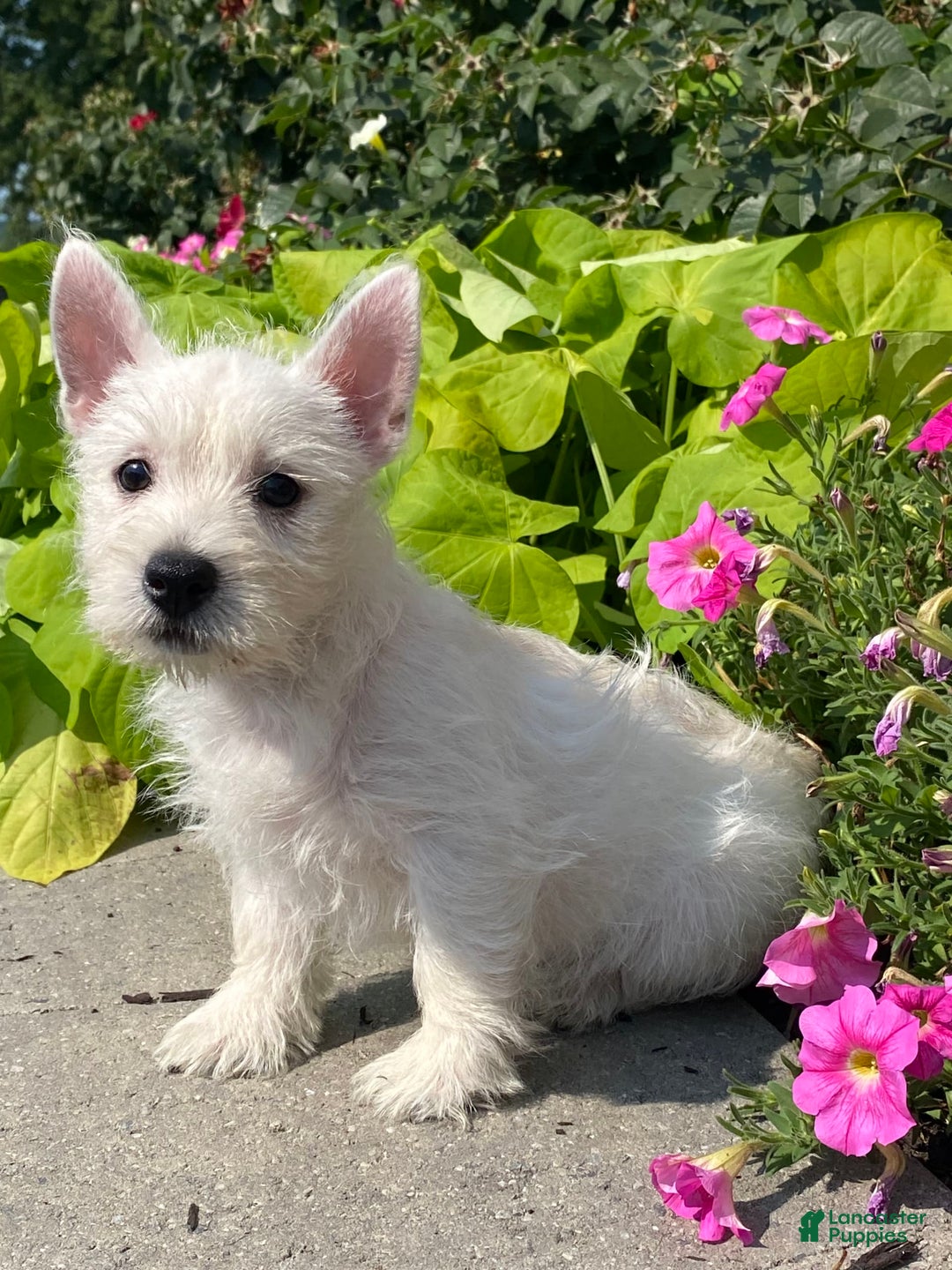 West Highland Terrier dogs for sale: Wynona - Ad 6