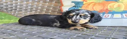 Miniature Dachshund dogs for sale: Hank - Ad 3