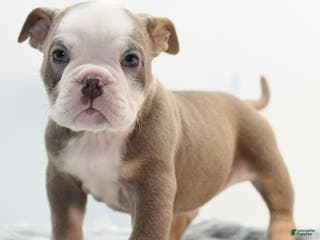 Mixed Breed dogs Duece mini bulldog - Ad 8