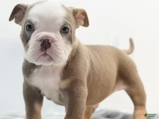 Mixed Breed dogs Duece mini bulldog - Ad 12