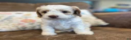 Cockapoo dogs for sale: Buff and white boy/brown nose  - Ad 3