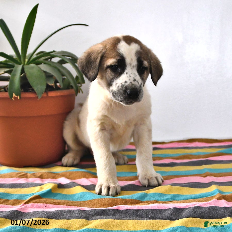 Mixed Breed dogs Sophia - Ad 2