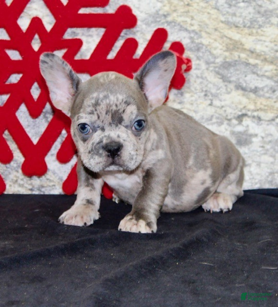 French Bulldog dogs for sale: Toby - Ad 3